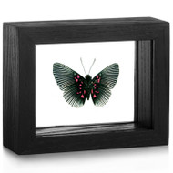Metalmark Butterfly - Lyropteryx apollonia - Underside - Black Frame