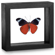Brush-footed Butterfly - Panacea prola - Underside - Black Frame