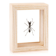 Bullet Ant - Paraponera clavata - Natural Frame