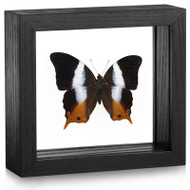 Palla Butterfly - Palla violinitens - Black Frame