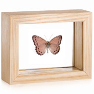 Meadow Wanderer Butterfly - Sallya (crenis) pechueli (Topside) - Natural Frame