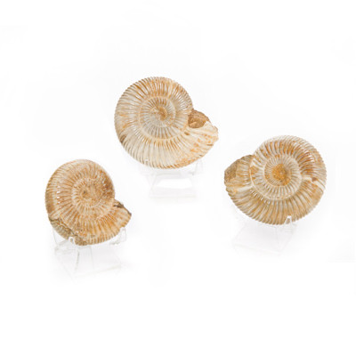 Fossil Ammonite - Thumbnail