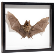 Framed Bicolored Roundleaf Bat - Thumbnail