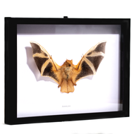 Framed Painted Bat - Thumbnail