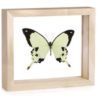 Papilio dardanus - Natural Frame