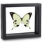 Papilio dardanus - Black Frame