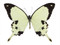 Papilio dardanus - Unframed