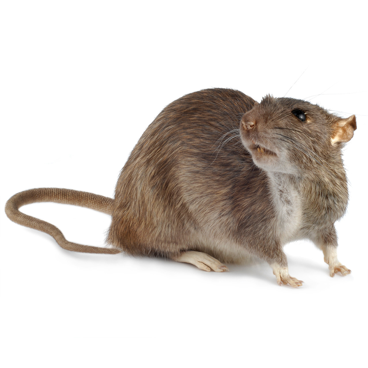 Rattus