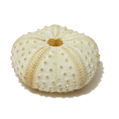 Horned Sea Urchin Echinothrix Diadema Evolution Store