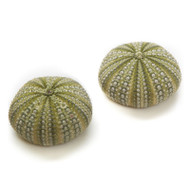 Mexican Green Urchin - Thumbnail
