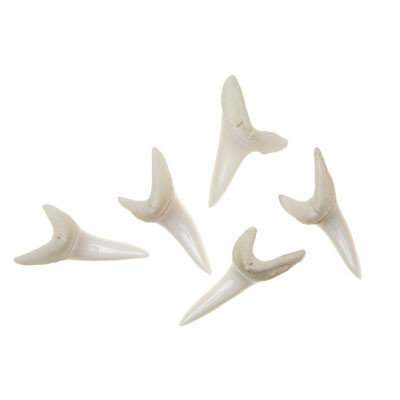 Mako Shark Tooth Evolution Store Mako Shark Tooth Evolution Store