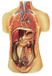 Internal Organs - Poster