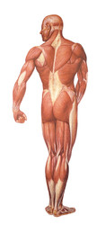 Musculature System - Back