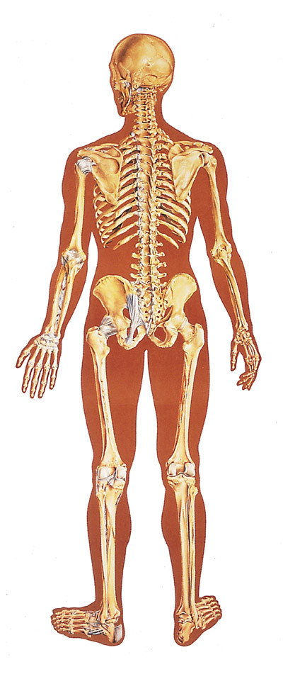 Human Skeleton Poster - Rear | Evolution Store