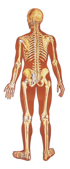 Human Skeleton Poster - Rear