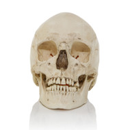 Adult Human Skull - European Female - Front