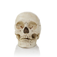 Adult Human Skull - Asian Adolescent - Front
