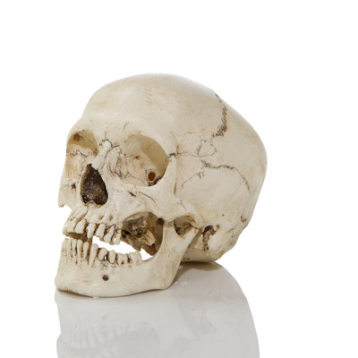 Adult Human Skull - Asian Adolescent - Angled