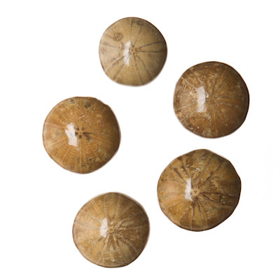 Fossil Sea Urchin Evolution Store