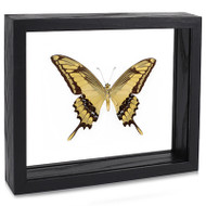 The King Swallowtail Butterfly - Papilio thoas (Underside) Black Finish