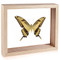 The King Swallowtail Butterfly - Papilio thoas (Underside) Natural Finish