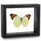 Great Orange Tip Butterfly - Hebomoia glaucippe (Topside) black finish