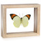 Great Orange Tip Butterfly - Hebomoia glaucippe (Topside) natural finish