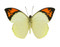 Great Orange Tip Butterfly - Hebomoia glaucippe (Topside) unframed