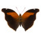 Stinky Leaf Wing Butterfly - Historis odius (Topside) - Unframed