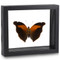 Stinky Leaf Wing Butterfly - Historis odius (Topside) - Black finish