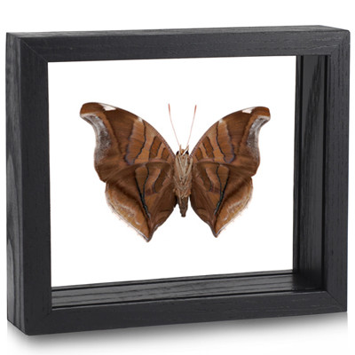 Stinky Leaf Wing Butterfly - Historis odius (Underside) - Black Finish
