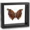 Stinky Leaf Wing Butterfly - Historis odius (Underside) - Black Finish