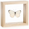 Splendid Butterfly - Delias splendida (Topside) - Natural Framed