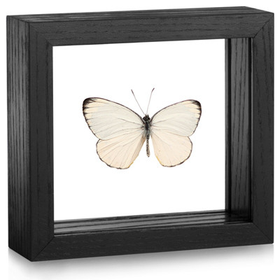 Splendid Butterfly - Delias splendida (Topside) - Black Framed