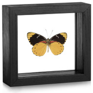 Splendid Butterfly - Delias splendida (Underside) - Black Framed