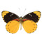 Splendid Butterfly - Delias splendida (Underside) - Unframed Specimen
