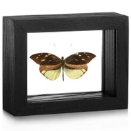 Crisia Mimic-White Butterfly - Dismorphia nemesis - Black Framed