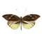 Crisia Mimic-White Butterfly - Dismorphia nemesis - Unframed Specimen