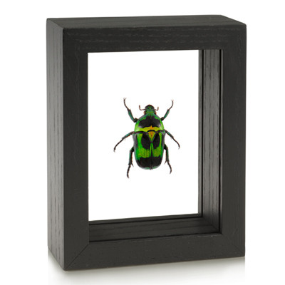 Flower Beetle - Heterorrhina macleayi - Black Framed