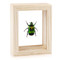 Flower Beetle - Heterorrhina macleayi - Natural Framed