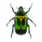Flower Beetle - Heterorrhina macleayi - Unframed Specimen