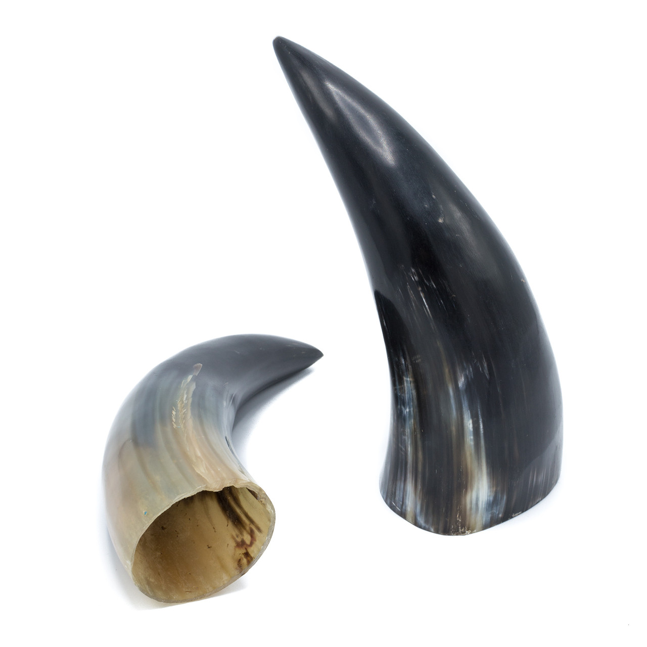 Water Buffalo Horn | Evolution Store