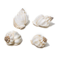 Tranquebar Goblet - Seashell