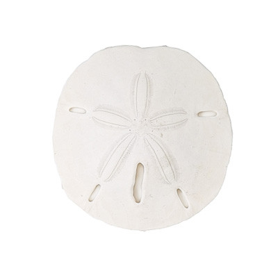 Keyhole Sand Dollar Seashell