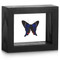 Metalmark Butterfly - Rhetus periander - Black Framed