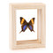 Daggerwing Butterfly - Marpesia marcella - Natural framed