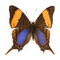 Daggerwing Butterfly - Marpesia marcella - Unframed Specimen