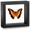 Black Bordered Charaxes - Charaxes Pollux - Topside - Black Frame