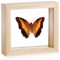 Black Bordered Charaxes - Charaxes Pollux - Topside - Natural Frame