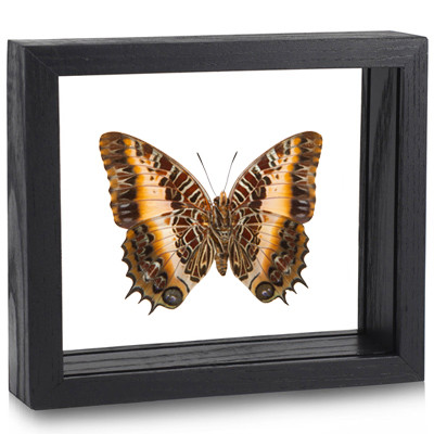 Black Bordered Charaxes - Charaxes Pollux - Underside - Black Frame
